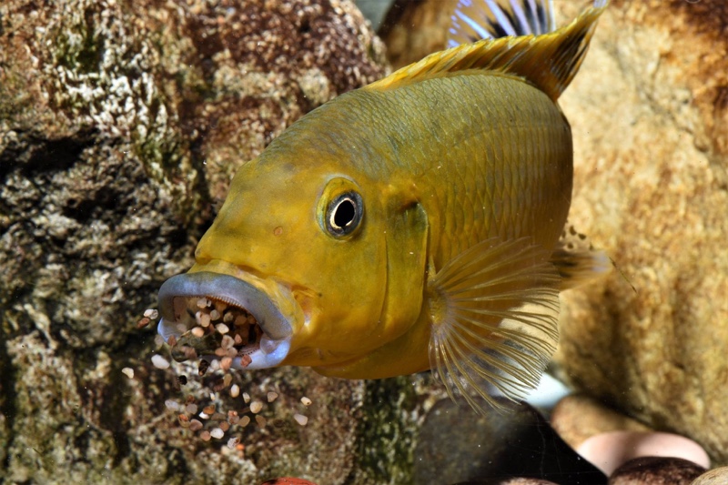 Pseudotropheus sp. 'williamsi north' Makonde